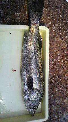 沖一文字北でスズキ75cm！！ハネとチヌも…