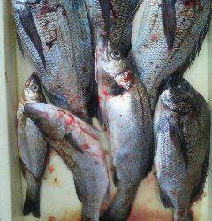 沖一文字北でスズキ75cm！！ハネとチヌも