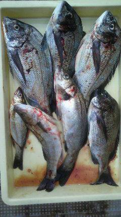 沖一文字北でスズキ75cm！！ハネとチヌも