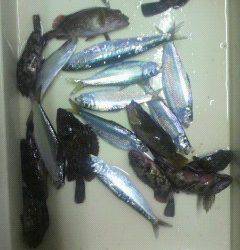 沖一文字北でイワシ・ガシラ・メバルなど多彩な釣果