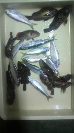 沖一文字北でイワシ・ガシラ・メバルなど多彩な釣果