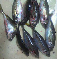 旧一文字赤灯でいいアジ釣れてます♪