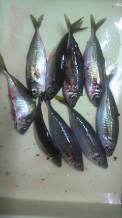 旧一文字赤灯でいいアジ釣れてます♪