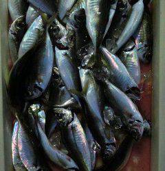 旧一文字赤灯　いい型のアジが絶好調でした♪