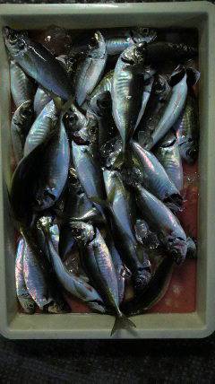 旧一文字赤灯　いい型のアジが絶好調でした♪