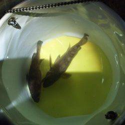 泉佐野　風が強い中でもメバリングでメバル2匹