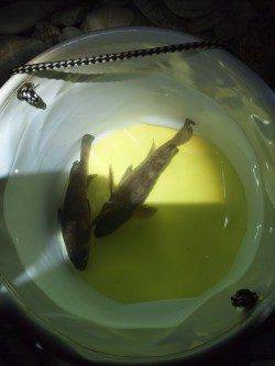 泉佐野　風が強い中でもメバリングでメバル2匹