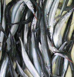 岸和田一文字　ウキ釣りでサヨリ40匹の釣果