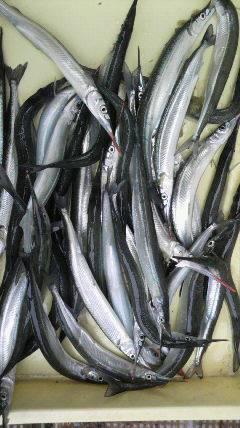 岸和田一文字　ウキ釣りでサヨリ40匹の釣果