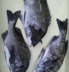 岸和田一文字　紀州釣りでチヌ〜38cm3枚