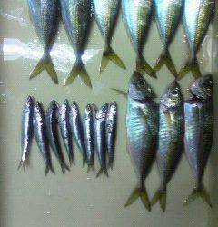 旧一文字赤灯でアジとイワシをＧＥＴだ！