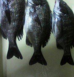 落とし込みチヌ、エサはパイプでした　沖一文字北