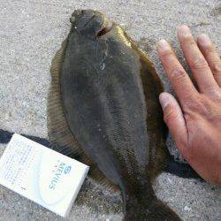 須磨　投げ釣りでマコガレイ33cm・キス18cmなど☆