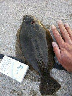 須磨　投げ釣りでマコガレイ33cm・キス18cmなど☆