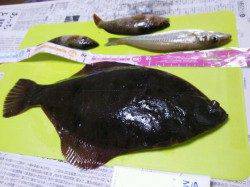 須磨　投げ釣りでマコガレイ33cm・キス18cmなど☆