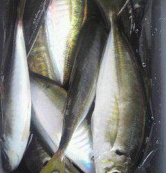 旧一文字赤灯、22～24センチのアジ、20匹オーバーの釣果☆