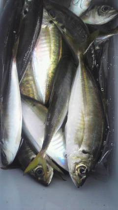 旧一文字赤灯、22～24センチのアジ、20…