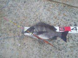 淀川河口でフカセ釣りの釣果