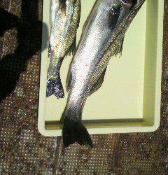 沖一文字北で68cmのスズキあがっています♪