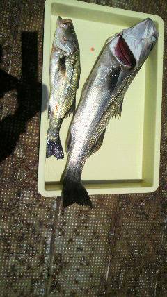 沖一文字北で68cmのスズキあがっています…