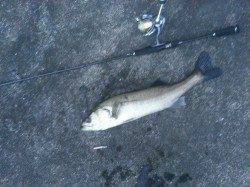 【チヌ入れ食い！】紀ノ川河口でルアー釣り！