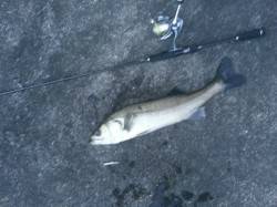 【チヌ入れ食い！】紀ノ川河口でルアー釣り！…