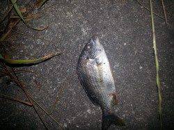 【チヌ入れ食い！】紀ノ川河口でルアー釣り！