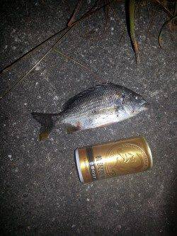 和歌川河口　ジグヘッド+ワームでスズキ＆キビレ