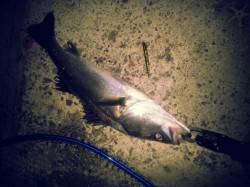 貝塚でバチ抜けまだまだ楽しみます！