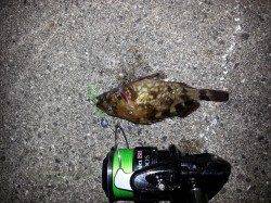 舞洲、超短時間釣行でしたが楽しめました