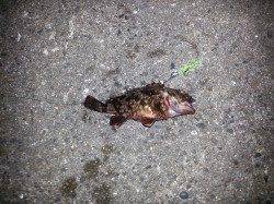 舞洲、超短時間釣行でしたが楽しめました