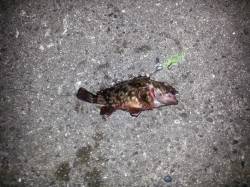 舞洲、超短時間釣行でしたが楽しめました