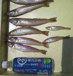 沖一文字北でキス 22センチ前後の釣果あり！