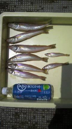 沖一文字北でキス 22センチ前後の釣果あり…