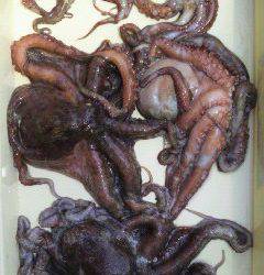 沖一文字タコ 5杯で3キロの釣果☆