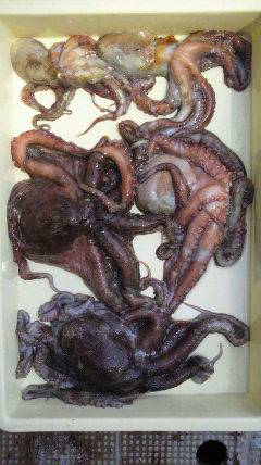 沖一文字タコ 5杯で3キロの釣果☆