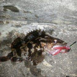 舞洲　チヌングでタケノコメバル20cm　悔しいラインブレイクも