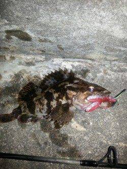 舞洲　チヌングでタケノコメバル20cm　悔しいラインブレイクも