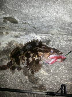 舞洲　チヌングでタケノコメバル20cm　悔…