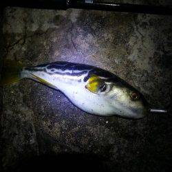 舞洲　チヌングでタケノコメバル20cm　悔しいラインブレイクも