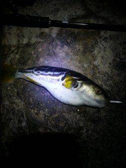 舞洲　チヌングでタケノコメバル20cm　悔しいラインブレイクも