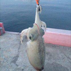 神戸港4,5,6,8防　夕方のエギング　フォール＆ステイでコウイカがヒット