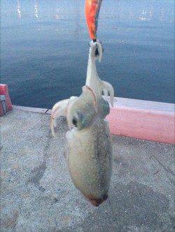 神戸港4,5,6,8防　夕方のエギング　フォール＆ステイでコウイカがヒット