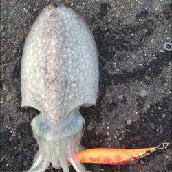 神戸港4,5,6,8防　夕方のエギング　フォール＆ステイでコウイカがヒット