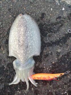 神戸港4,5,6,8防　夕方のエギング　フ…