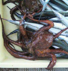 岸和田一文字　サヨリ＆タコの釣果