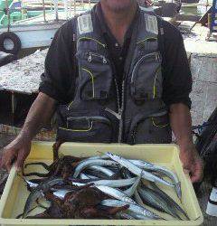 岸和田一文字　サヨリ＆タコの釣果