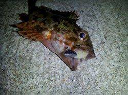 小島、アオリ狙い撃沈も、ガシリングでお土産ＧＥＴ！