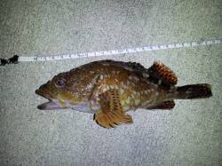 小島、アオリ狙い撃沈も、ガシリングでお土産…