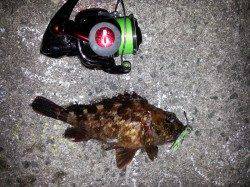 舞洲　チニングでガシラ〜22cm4匹　チヌのアタリは無し